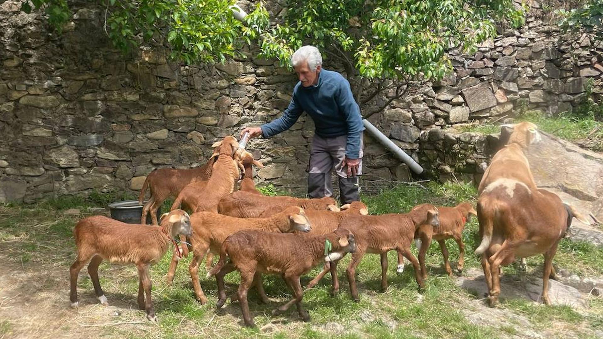 Sigue El Milagro De Navasfr As Criados Los Corderos Que Nacieron